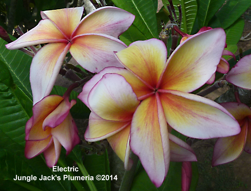 Jackie Plumeria Introduced by Jungle Jack