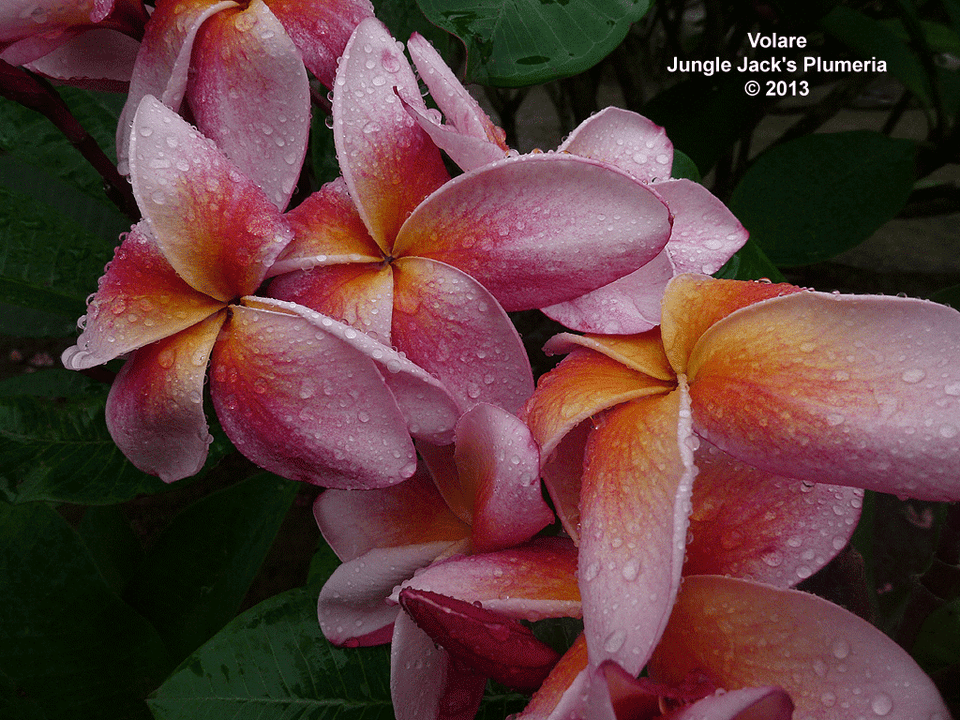 Volare Plumeria Introduced by Jungle Jack