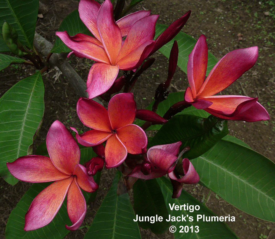Vertigo Plumeria Introduced by Jungle Jack