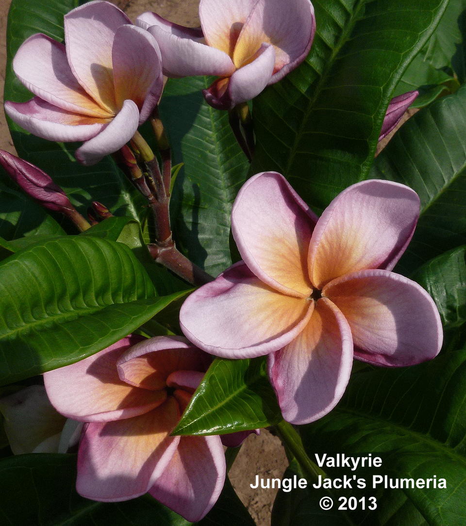Valkyrie Plumeria Introduced by Jungle Jack
