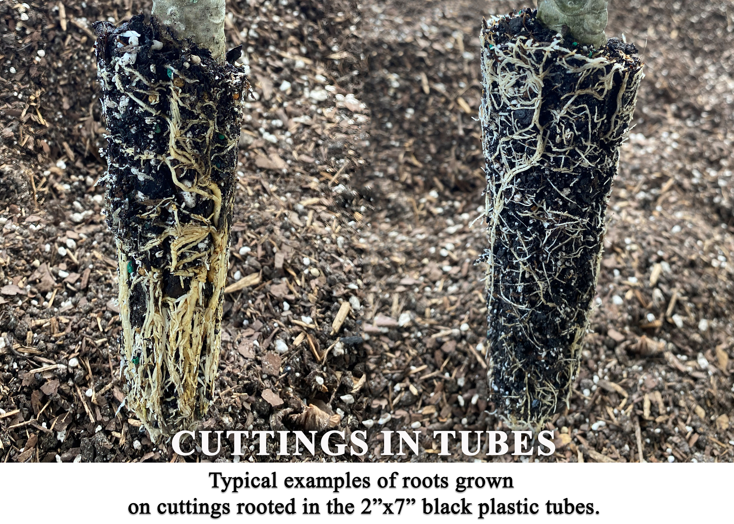 cuttings-in-tube.jpg
