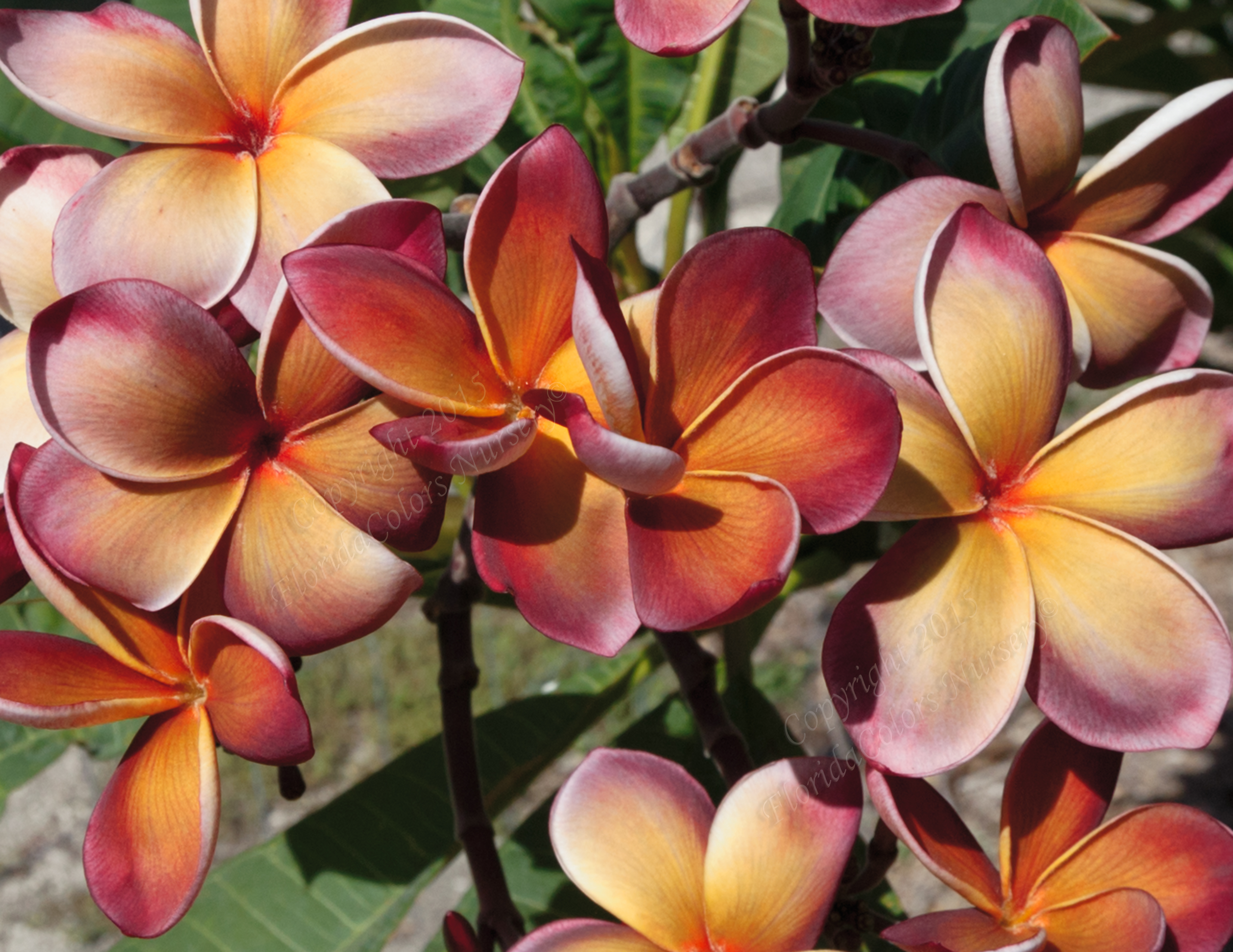 Plumeria, Frangipani For Sale at Florida Colors Nursery Plumeria, Frangipani For Sale at Florida Colors Nursery