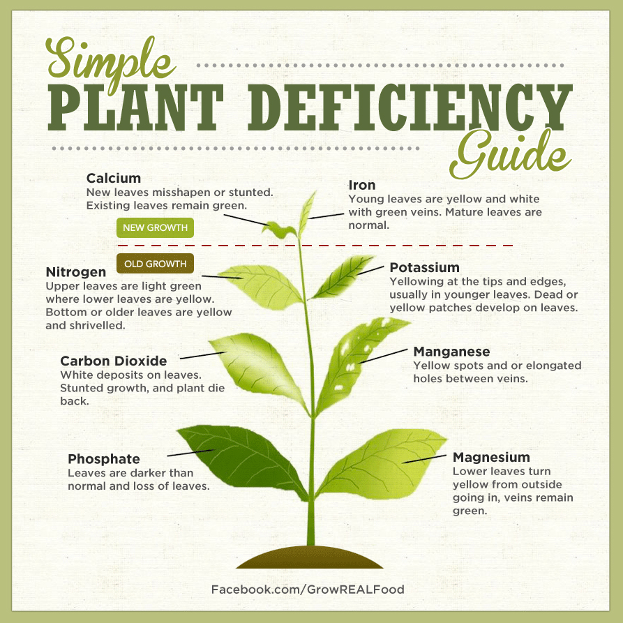 nutrient-deficiency-chart.jpg