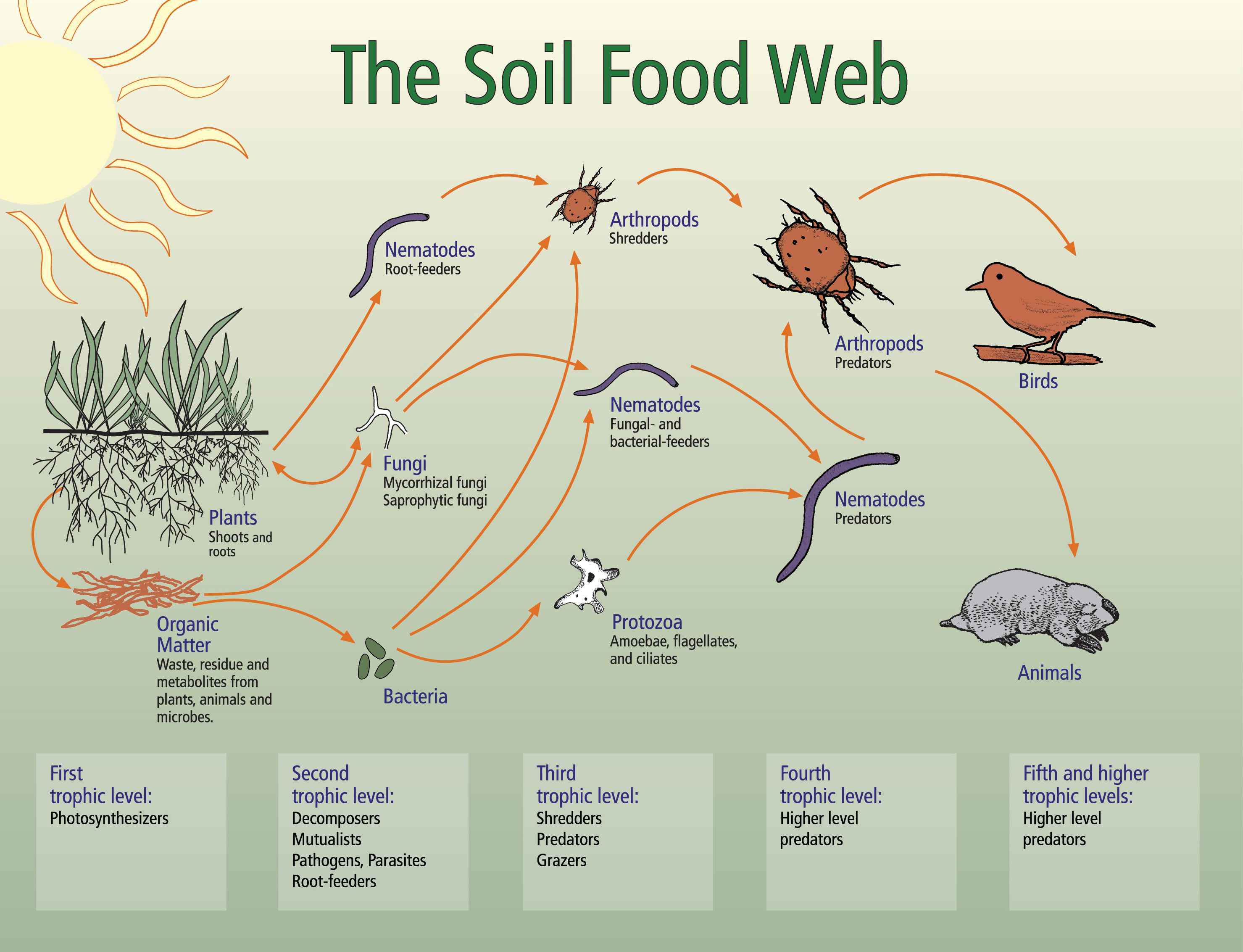 soil-food-web.jpg