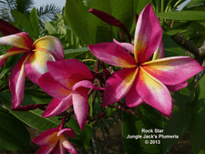 Rock Star JJ Plumeria