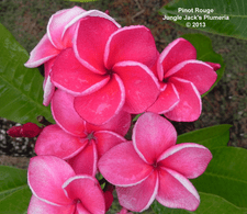 Pinot Rouge JJ Plumeria