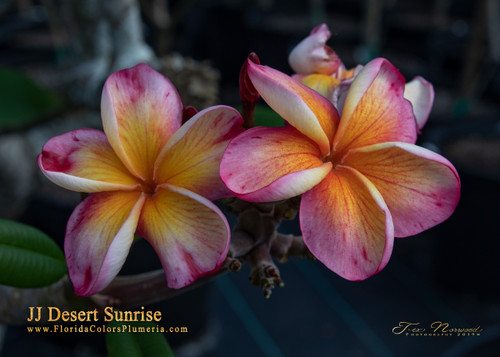 Desert Sunrise Plumeria Introduced by Jungle Jack