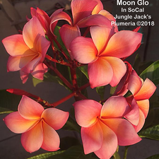 MoonGlo JJ Plumeria