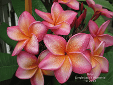 Milan JJ Plumeria