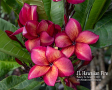 Hawaiian Fire JL Plumeria