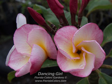 Dancing Girl Plumeria