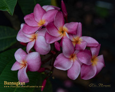 Bannagkan Plumeria