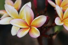 Chiang Mai Girl Plumeria