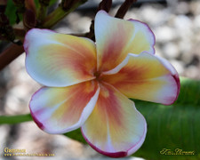 Gammam Plumeria