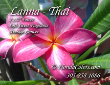 Lanna Plumeria