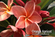 Orange Apricot Plumeria