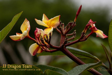 Dragon Tears JJ Plumeria