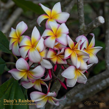 Daisy's Rainbow FCN Plumeria