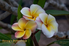 Herzog's Butterscotch Plumeria