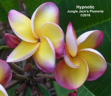 Hypnotic JJ Plumeria