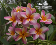 Kepola Rainbow Plumeria