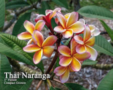 Thai Naranja Plumeria