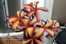 Thai Pinwheel Plumeria