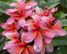 Sundance Plumeria