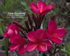 Siam Diamond Plumeria