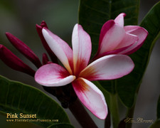 Pink Sunset Plumeria