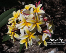 Novelty Plumeria