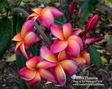 Waimea Plumeria