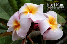 Miami Moon FCN Plumeria