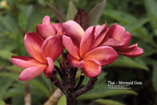 Thai Mermaid Gem Plumeria