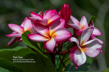 Thai Gem Plumeria