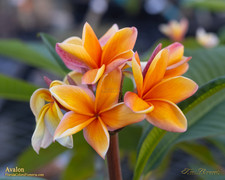 Avalon FCN Plumeria