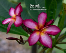 Davinah FCN Plumeria