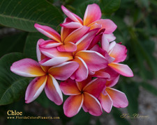 Chloe FCN Plumeria