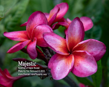 Majestic FCN Plumeria