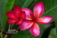 King Arthur FCN Plumeria