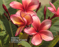 Guinevere FCN Plumeria