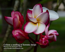 Colleen FCN Plumeria