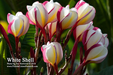 White Shell Plumeria