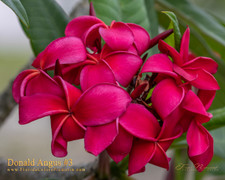 Donald Angus Selection #3 Plumeria