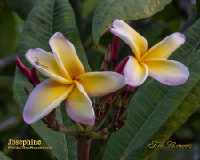 Josephine FCN Plumeria