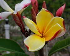 Gravity FCN Plumeria