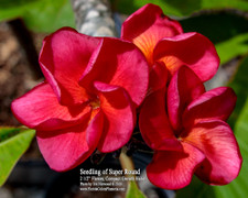 Ramblin Rose FCN Plumeria