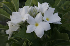 La Florida FCN Plumeria