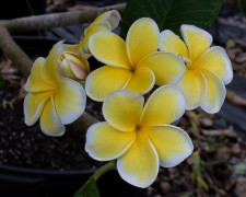 Mikey Plumeria Flower Inflorescence at FloridaColorsPlumeria.com!