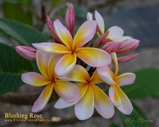 Blushing Rose Plumeria